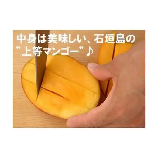 ＜予約受付＞完熟アップルマンゴー 3~6個 約2kg 