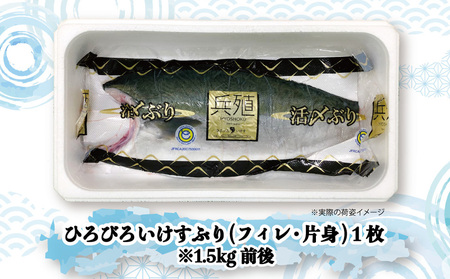 【先行予約】ひろびろいけすぶり(フィレ・片身)1枚 ※12月発送 | ぶり 刺身 津久見市