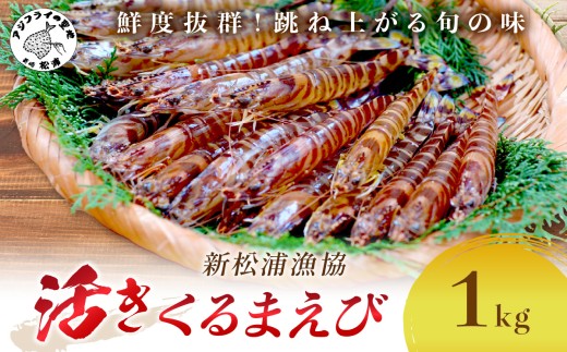 【 先行予約 】【宅配BOX不可】新松浦漁協　活きくるまえび1kg( ふるさと納税 車海老 クルマエビ 車エビ 車えび くるまえび 海老 エビ えび 海鮮 送料無料 活き車えび )【D4-004】