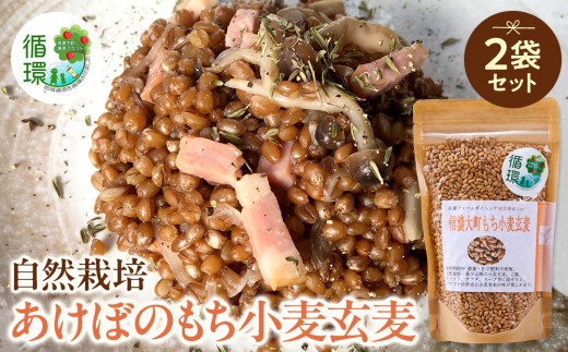 【信濃大町循環ブランド】自然栽培あけぼのもち小麦玄麦２袋セット