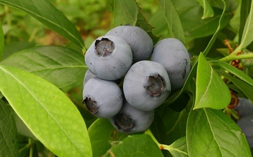 ブルーベリーワイン「ゴーシュの水車小屋で」 【037】_イメージ2