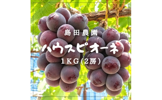 島田農園　ピオーネ1kg（2房入り）【令和9年8月中旬頃発送！予約受付中】【A-160】