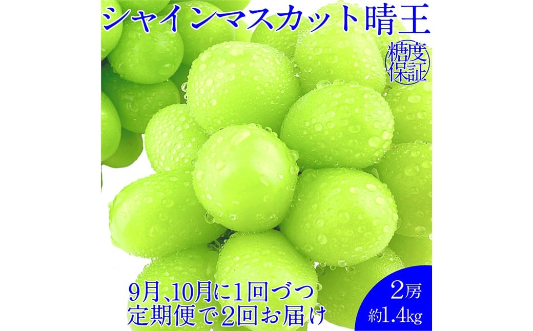 
            晴王 シャインマスカット晴王 2房 約1.4kg 【先行予約：2026年9月上旬～10月下旬発送予定2回定期便】岡山県産 種無し 皮ごと食べる みずみずしい 甘い フレッシュ 糖度保証 クール発送 瀬戸内 晴れの国 おかやま 果物大国 満天フルーツ
          