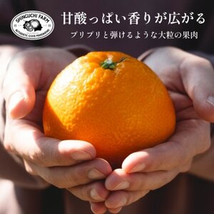 新口農園厳選 伊予柑 5kg【C70-12】【1470715】