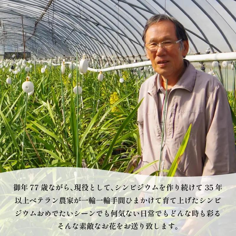 【2026年11月順次発送】 洋蘭 シンビジウム 8～10本 生花 お花 花 シンビジューム 秀品 徳島県 小松島市