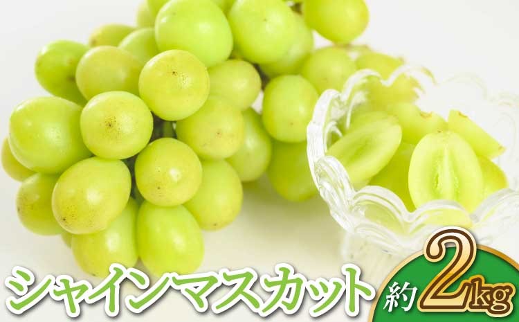 
                  【先行予約】【2026年7月下旬～8月下旬頃順次発送予定】宇城市産 シャインマスカット 約2kg（3～5房）宇城彩館 ぶどう
                