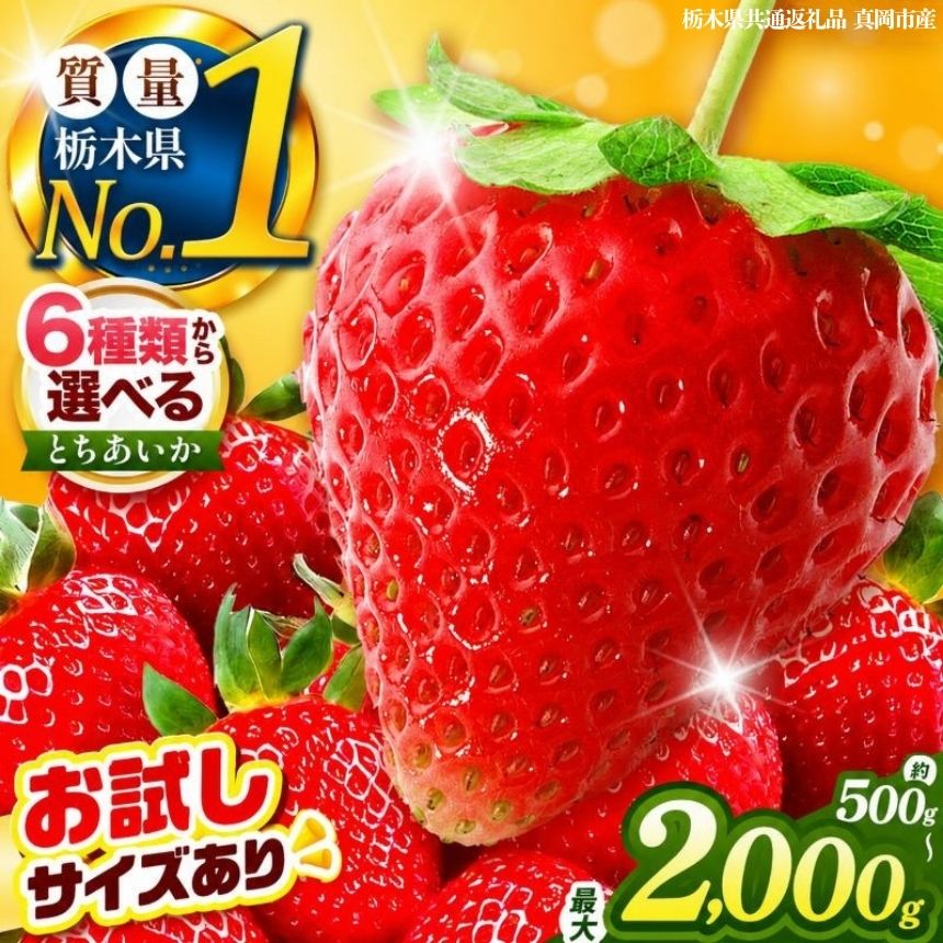 【ふるさと納税】いちご とちあいか 訳あり 定期便 栃木県産 500g～2kg以上 【2026/27先行予約】| 年内発送 可能 高評価 人気 フルーツ 果物 栃木県共通返礼品 栃木県産