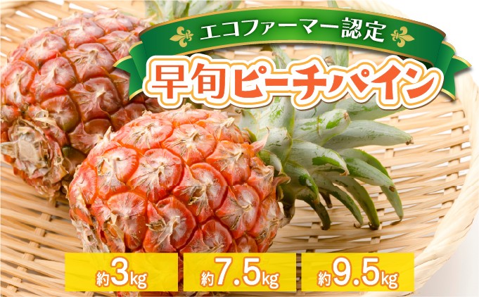 
            ＜選べる容量＞夏まで待ちきれない！早旬ピーチパイン 約3kg〜9.5kg【E-SOU】　2026年 先行予約 栽培期間中 農薬不使用 西表島 初エコファーマー認定【036-a001/036-a004/036-a007】
          