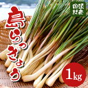 【ふるさと納税】沖縄おつまみの定番！国頭村の島らっきょう（1kg）