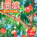 【ふるさと納税】山形市産 白桃 特秀品 約2kg(4～8玉) 柔らかくなる桃 【令和7年産先行予約】FS24-756