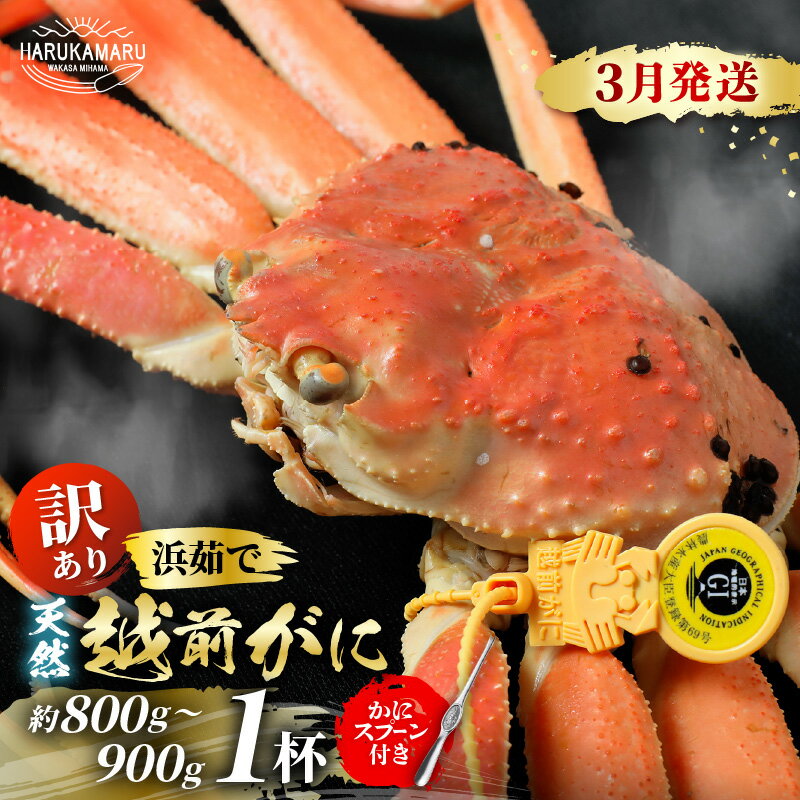 【ふるさと納税】【先行予約】【訳あり】≪浜茹で≫ 天然 越前がに 約800g〜900g × 1杯 かにスプーン付き 【2027年3月上旬以降順次発送予定】 はるか丸厳選！【足折れ】【冷蔵 本場の味 ボイル 越前ガニ 蟹 茹で ずわいがに ズワイガニ 福井 日本海】[m36-x004_03]