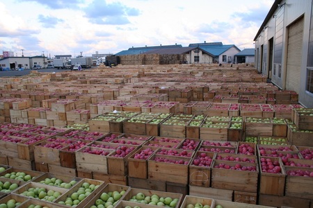 【2025年2月上旬発送】 【訳あり】 りんご 約10kg サンふじ 青森産