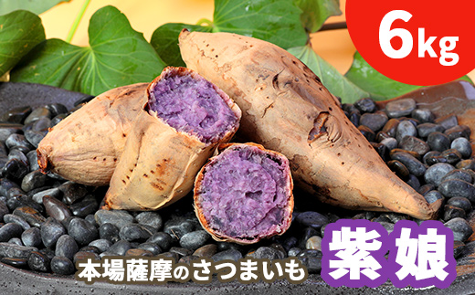 鹿児島さつまいも 【紫娘】6kg　2025年10月上旬より発送A3-53【配送不可地域：離島】