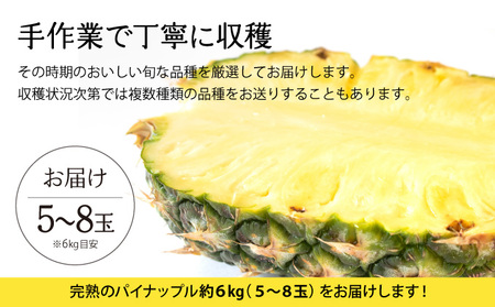 2024年 先行予約 完熟 パインアップル 約6kg 水鴨農園 パイン パイナップル 果物 フルーツ