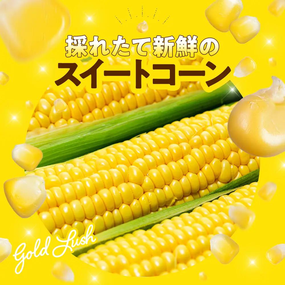【2027年先行予約 6月下旬から出荷】 スイートコーン 約5kg 10-14本 冷蔵 国産 先行予約 数量限定 コーン 野菜 新鮮 焼き 蒸し 産地 直送 甘い 甘口 子ども 子供 小分け 種子 肥