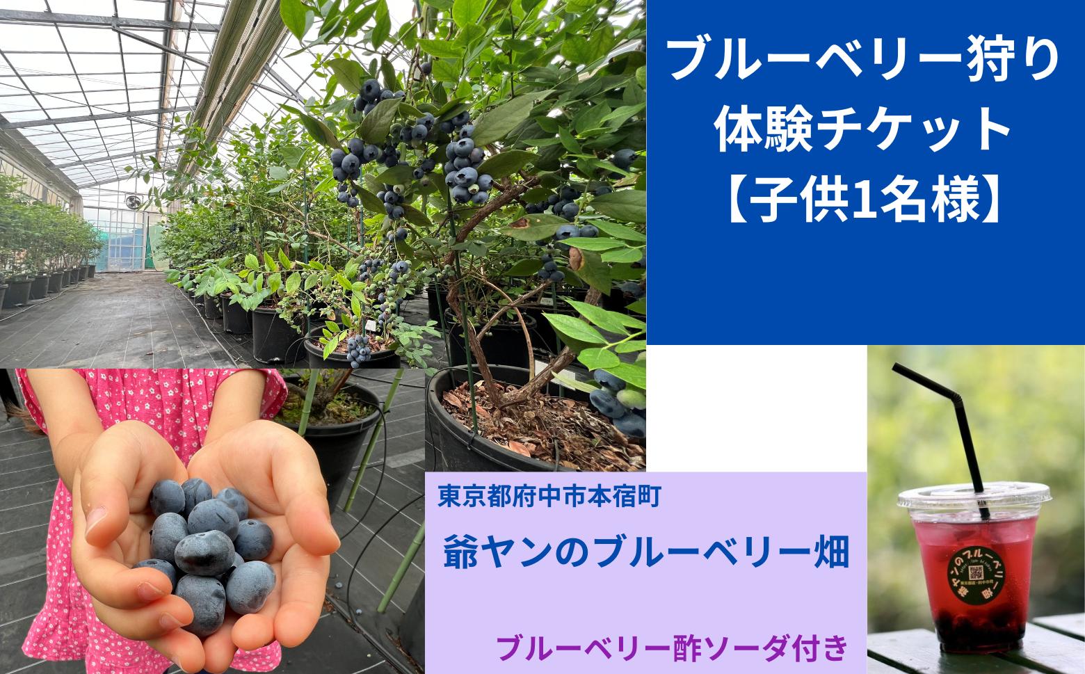 
                  【爺ヤンのブルーベリー畑】ブルーベリー狩り体験チケット【子供1名様】
                
