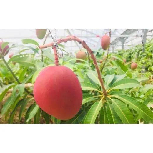 ＜先行予約＞石垣島産マンゴー(アーウィン種) 8～12玉 約5kg 　 IF-3