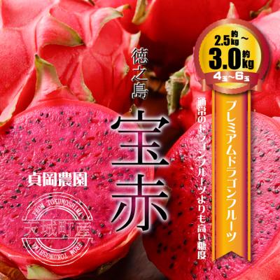 ふるさと納税 天城町 貞岡農園 プレミアム ドラゴンフルーツ 赤玉 2.5〜3kg(4玉〜6玉)天城町産 徳之島宝赤