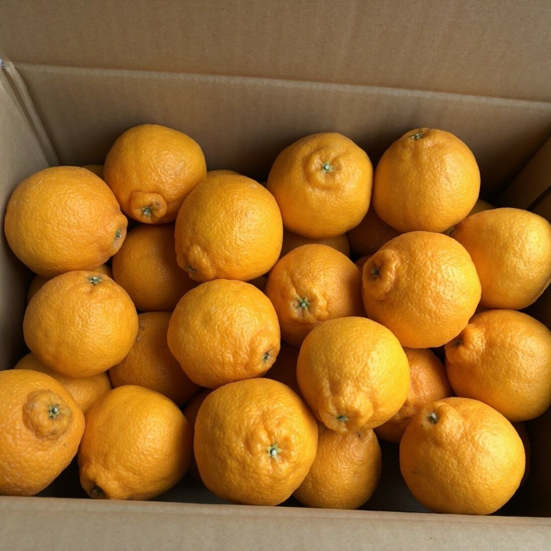 【ふるさと納税】まちなが家族農園の小さな不知火 （しらぬい） 4.5kg 【2026年4月下旬～5月下旬まで順次発送予定】 みかん ミカン 蜜柑 柑橘 たらみかん 太良みかん 温州みかん 完熟みかん 不知火 しらぬい デコポン でこぽん 国産 佐賀県産 産地直送 佐賀県 太良町 L62x1