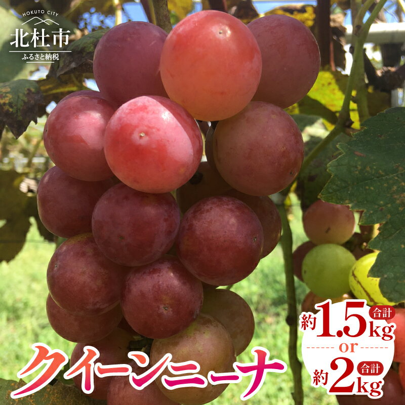 【ふるさと納税】 ぶどう クイーンニーナ 選べる容量 約1.5kg 約2kg 3房～4房 山梨県産 ブドウ フルーツ 果物 赤ぶどう 低農薬 期間限定 数量限定 冷蔵 【2026年発送】 北杜市 送料無料