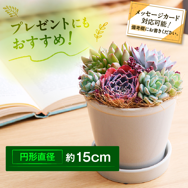 【佳花園】多肉植物のオリジナル寄せ植え［156K04］_イメージ4