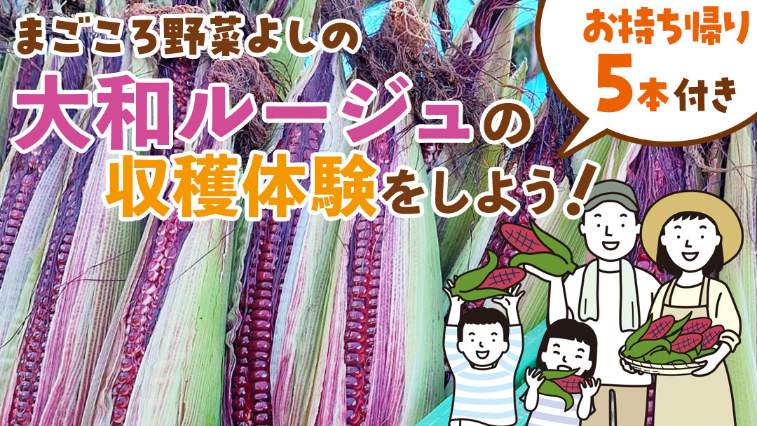 
            大和ルージュの収穫体験をしよう！ ( お持ち帰り約5本付き ) 収穫体験 トウモロコシ とうもろこし コーン 野菜 [DX029ci]
          