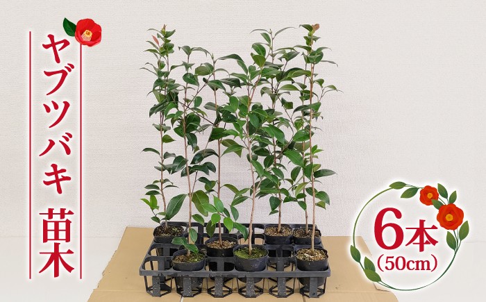 
                  ヤブツバキ 苗木 50cm×6本【ごとう椿苗木生産グループ】 [RBJ002]
                