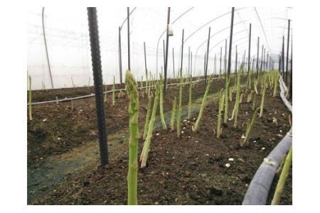 【先行受付 令和8年3月より発送】朝採りアスパラ定期便1kg×4回 【アスパラ アスパラガス グリーンアスパラガス モデル バーベキュー BBQ こだわり 採れたて 野菜 】(H013108)