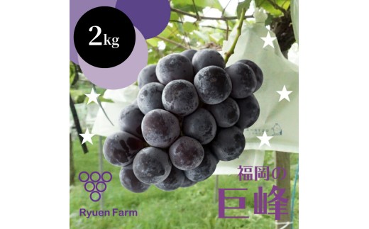 【2026年8月から発送】【先行予約】巨峰 2kg 冷蔵 ぶどう 巨峰 種あり フルーツ 福岡県川崎町 竜円農園 先行予約 ぶどう 数量限定 ぶどう 巨峰
