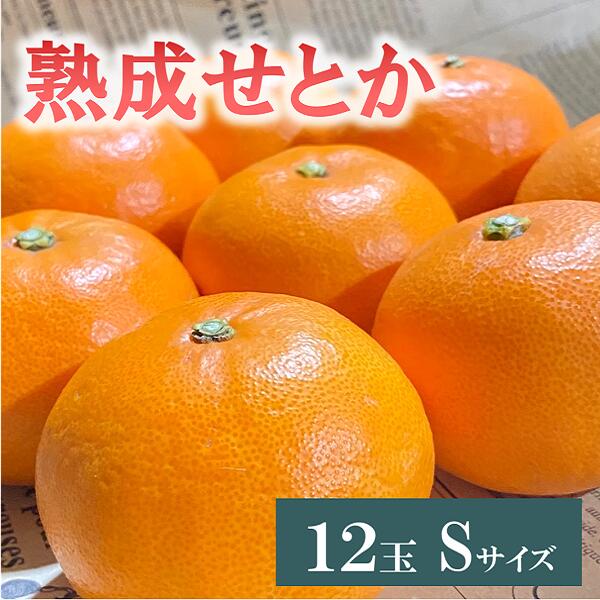 【ふるさと納税】せとか 約1.4kg 12玉 みかんのおと みかん 愛媛 先行予約 【2026年4月以降発送】 数量限定 愛媛県産 人気 柑橘 伊予市｜B322