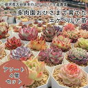 【ふるさと納税】【多肉植物】エケベリア苗アソート4個セット