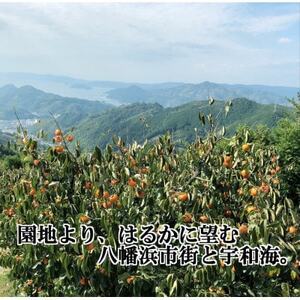 甘さにニッコリ日本最大級の柿「富士柿」約5キロ 【C39-15】【配送不可地域：離島・北海道・沖縄県】【1236930】
