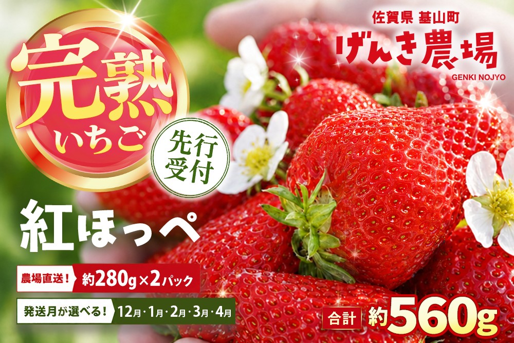 
                  【お届け月が選べる】【先行予約】【農場直送！】紅ほっぺ(約280g×2P)【ふるさと納税 佐賀県 基山町産 げんき農場 苺 ブランド苺 イチゴ いちご フルーツ 果物 くだもの 美味しい おいしい 甘い ストロベリー 産地直送 朝採れ 完熟果 KBCテレビ「ふるさとwish」で紹介されました】K100P022
                