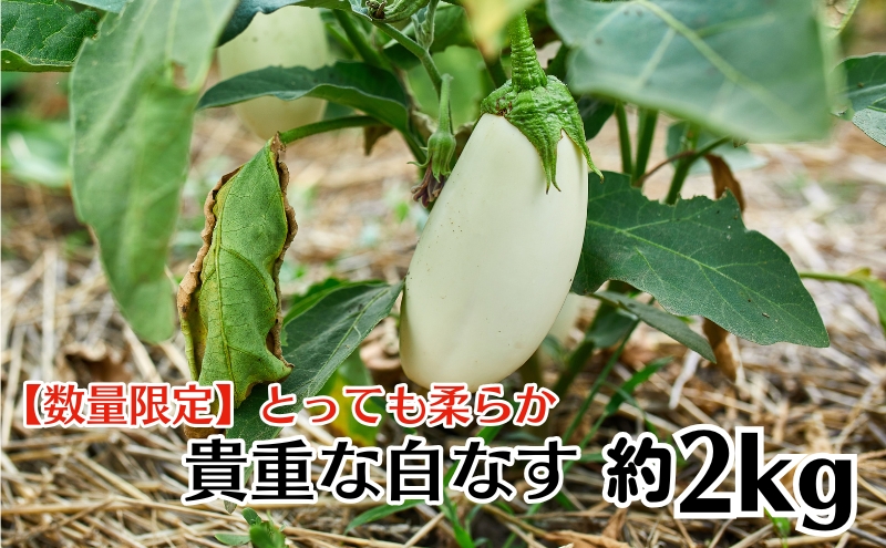【数量限定】とっても柔らか　貴重な白なす　約2kg 茄子 野菜 野菜セット