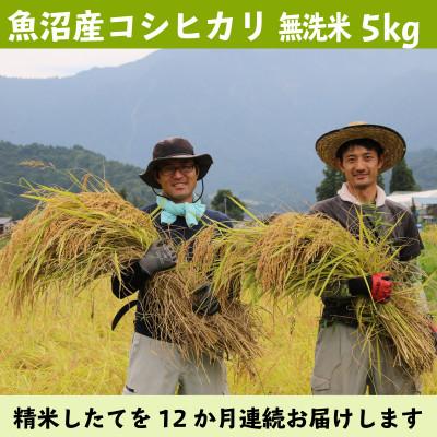 ふるさと納税 南魚沼市 【毎月定期便】南魚沼産コシヒカリ 無洗米5kg【栽培期間中、農薬を減らして作ったお米】全12回