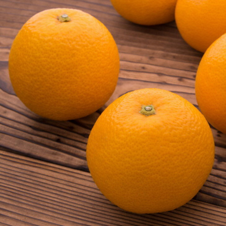 【ふるさと納税】【選べる内容量】【農家直送】濃厚八朔（ご家庭用） | 有田 柑橘 フルーツ みかん オレンジ 産地直送 はっさく