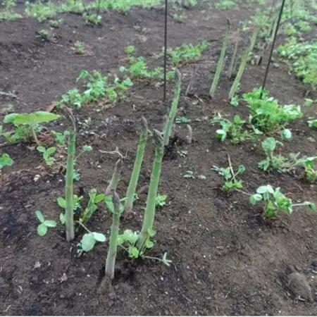 【2026年5月より順次発送有機JASグリーンアスパラ　Lサイズ1kg_野菜 アスパラガス  _【配送不可地域：離島】【1589331】