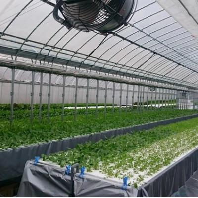 ふるさと納税 亀岡市 新鮮 旬の葉物野菜セット 7種詰め合わせ《小島農園》 |  | 03