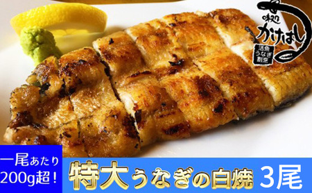 心に染みる「かけはし」の味 特大 うなぎの白焼き 3尾 鰻 