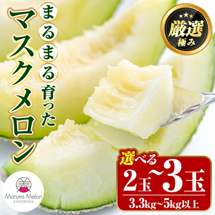 【ふるさと納税】＜容量選べる＞まるまる育ったマスクメロン(2玉・計3.3kg以上～3玉・計5kg以上) マスクメロン フルーツ 果物 果実 3キロ 5キロ 数量限定 期間限定【まる美園芸組合】【0222203a】【0322204a】