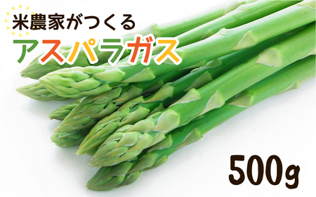 《先行予約》令和7年産【6月下旬より発送】米農家がつくる！水にこだわった朝採れアスパラガス M~L 500g [Q1411MLx_25]