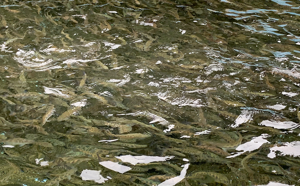 菊池川支流採れたてヤマメのバジル焼き  1尾75g×5尾 ヤマメ やまめ 魚