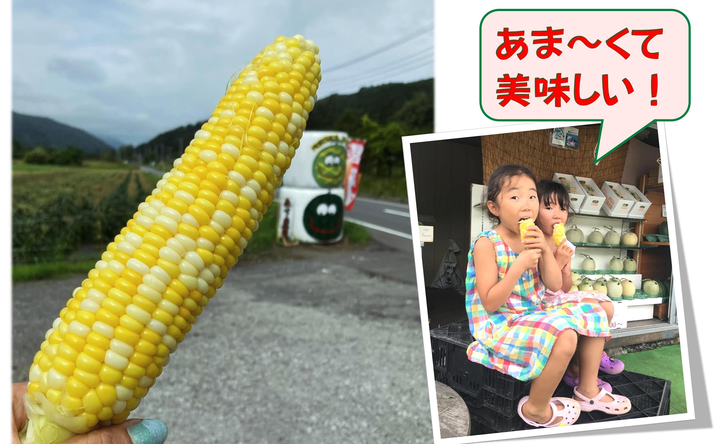 ＜2026年8月上旬よりお届け＞北海道壮瞥産 とうもろこし（スイートコーン）13本 約5kg SBTN001