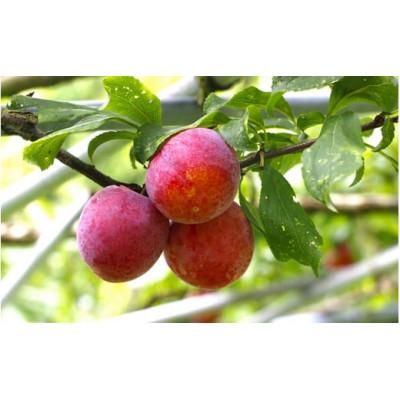 ふるさと納税 田辺市 先行予約 すもも(フランコ)1kg ※6月中旬〜順次発送予定 / 果物【mtm008-1】 |  | 02