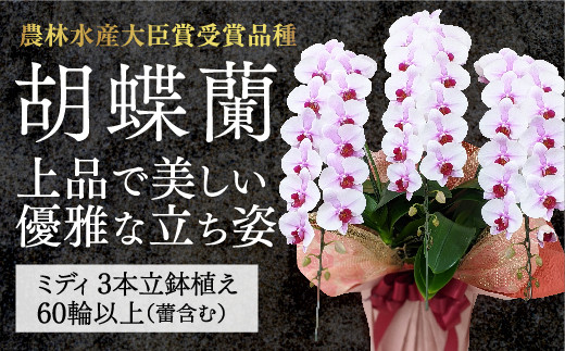 
                  B100 【農林水産大臣賞受賞品種】ミディ系ピンク胡蝶蘭！『乙姫（おとひめ）』3本立
                