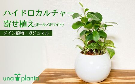 観葉植物 ハイドロカルチャー・寄せ植え（ボール／ホワイト）メイン植物：ガジュマル　011-26｜ 観葉植物 寄せ植え 観葉植物  無菌 観葉植物 無臭 観葉植物 顆粒状粘土 観葉植物室内  用土 セラミスグラニュー 植物 植え込 ハイドロカルチャー 水耕栽培 テーブルサイズ