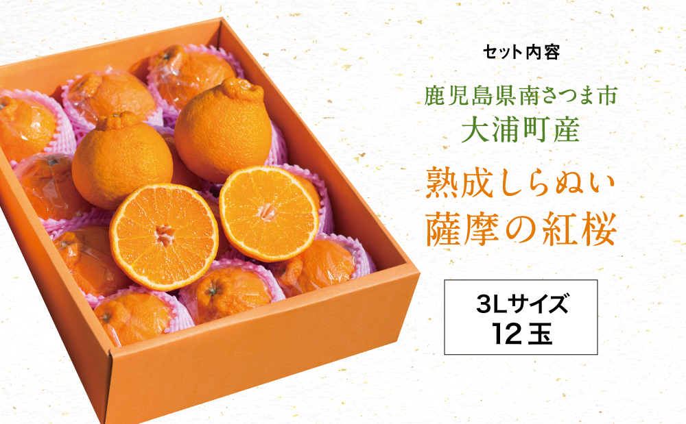 【至高の熟成柑橘】「薩摩の紅桜（不知火）」3Lサイズ12玉 ［数量・期間 限定 ］ 熟成 柑橘 みかん 長期貯蔵 しらぬい 不知火 先行予約 先行受付 国産 果実 果物 くだもの フルーツ 果肉 果汁