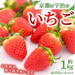 ＜先行予約！2026年12月中旬以降順次発送＞京都府宇治市産いちご(計約1kg・約250g×4パック) 苺 イチゴ 果物 くだもの フルーツ 【uj-FL001】【red】