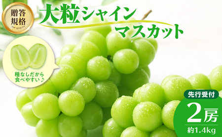 《先行受付》贈答規格シャインマスカット 約1.4kg（2房）【2025年9月中旬頃～発送予定】【山形ぶどう・大江町産・小林葡萄園】 024-003