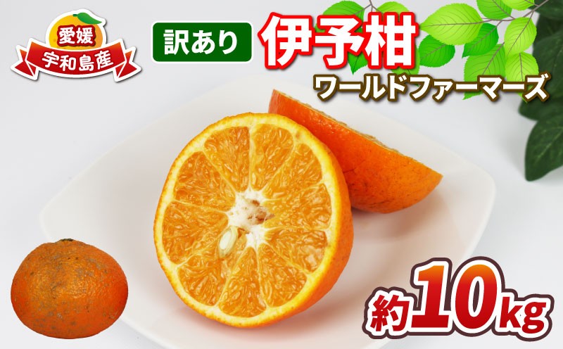 
                  愛媛みかん 訳あり 伊予柑 10kg ワールドファーマーズ わけあり いよかん 愛媛ミカン 愛媛蜜柑 訳アリ 訳あり品 訳有り 訳ありみかん 訳あり蜜柑 mikan 果物 くだもの フルーツ 柑橘 みかん 蜜柑 数量限定 産地直送 国産 愛媛 宇和島 B010-024022
                